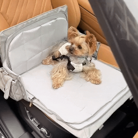 Exklusive Haustiertransporttasche, Lederoptik, perfekt für stilbewusste Tierbesitzer auf Reisen.