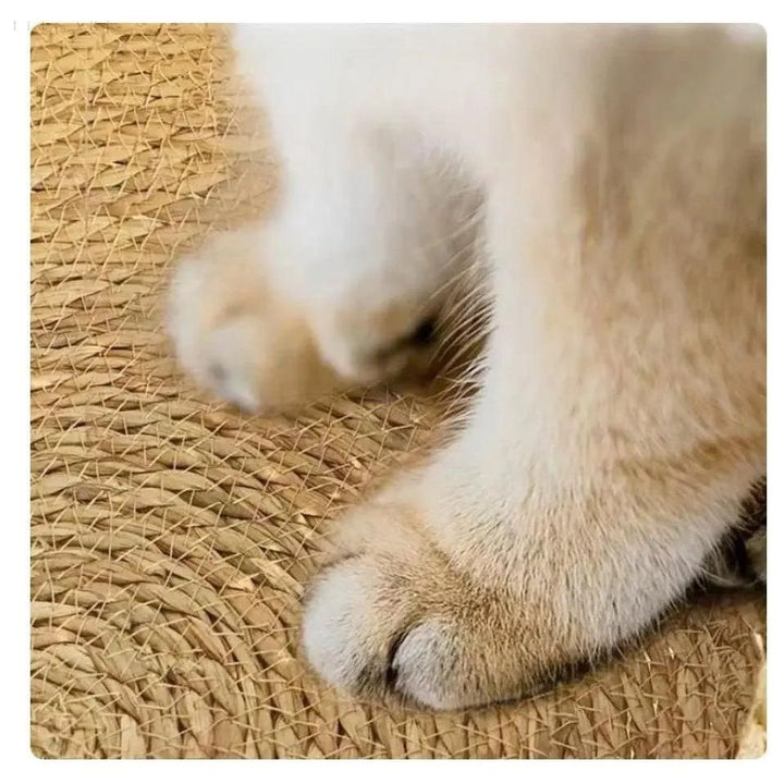 Modernes, weiches Katzenbett in Grau, rund, passt in jedes Zuhause. Bietet Komfort & Wärme.