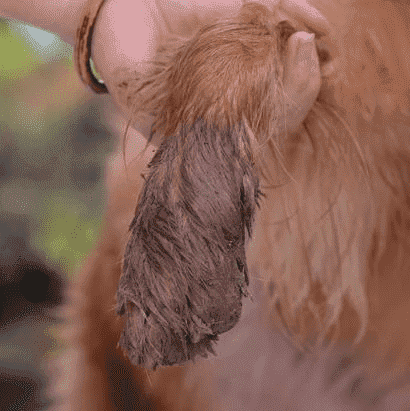 Welpen- und Hundepfotenreiniger, perfekt für die tägliche Hygiene und Pflege kleiner bis großer Hunde.
