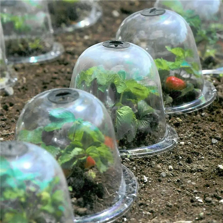 Transparente Pflanzenabdeckung für effektiven Frostschutz von Gemüse & Jungpflanzen im Garten.