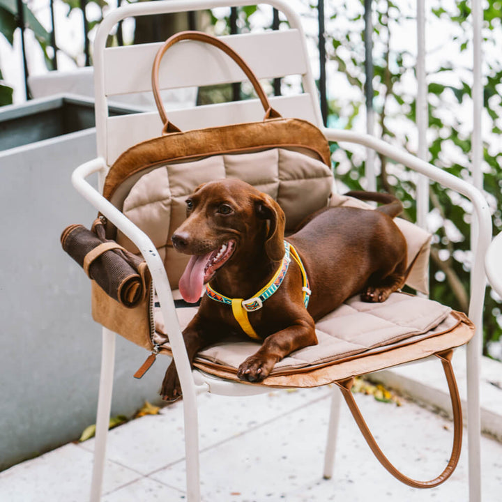 Multifunktionale Hundetragetasche, umweltfreundlich, schwarz, für Auto & Flugreisen.