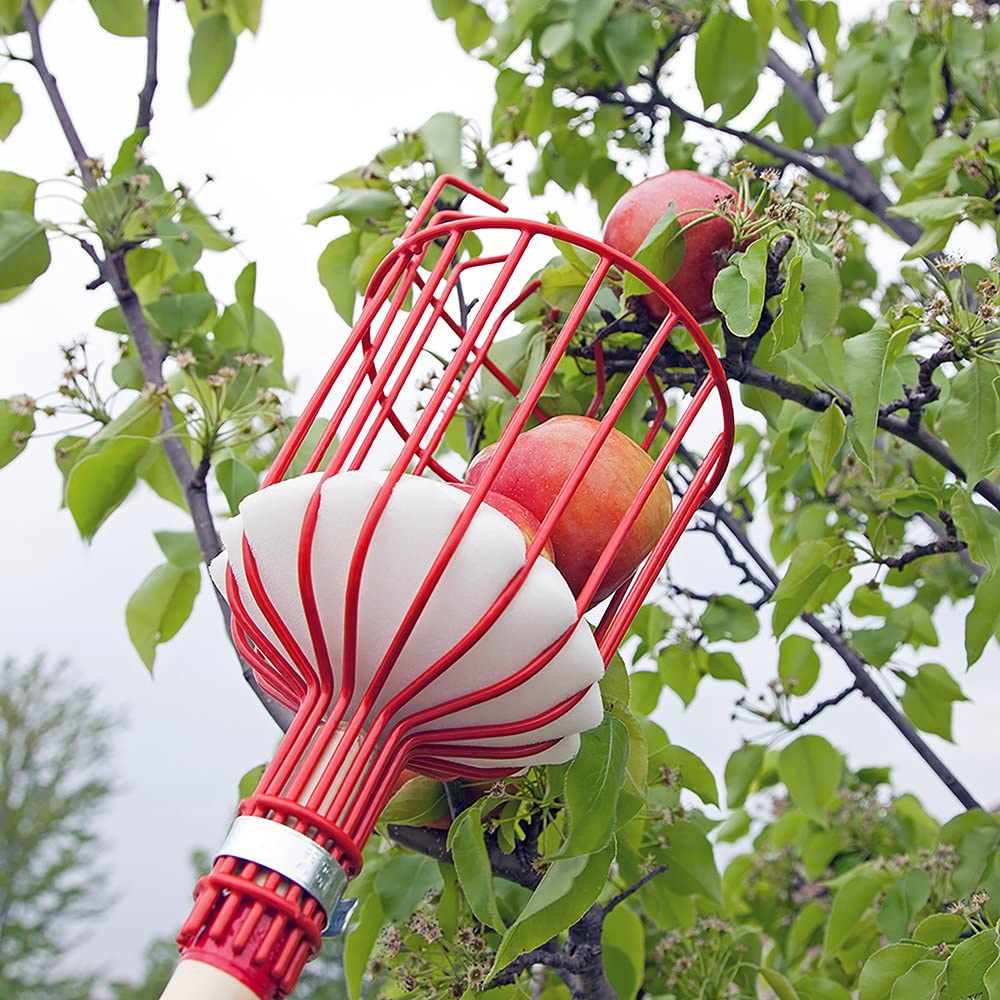 Sicherer Früchtepflücker mit gepolstertem Metallkorb schützt Obst beim Ernten. Ideal für die Erntesaison.