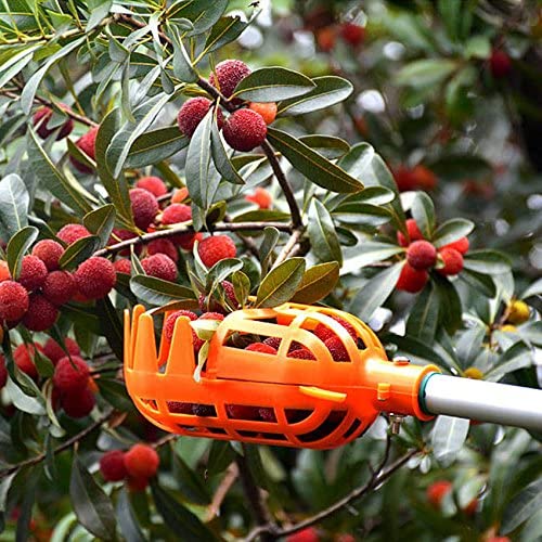 Effizienter Erntehelfer: Universal Obstpflücker für schnelle und einfache Obsternte direkt vom Baum.