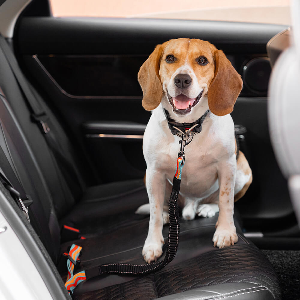 Sicherheitsgurt für Hunde mit Bungee-Puffer für Stoßdämpfung und Schutz im Auto.