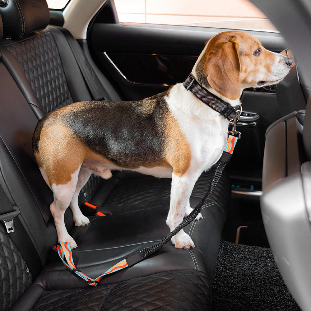 Robuster Hunde-Sicherheitsgurt aus Nylon, verstellbar, sichert Haustier im Pkw.