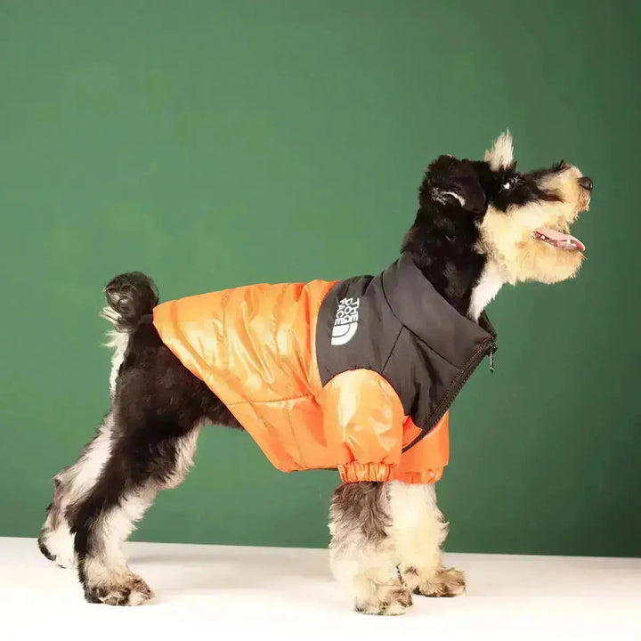 Glücklicher Hund trägt warme, winddichte Winterjacke. Perfekter Kälteschutz für Outdoor-Abenteuer.