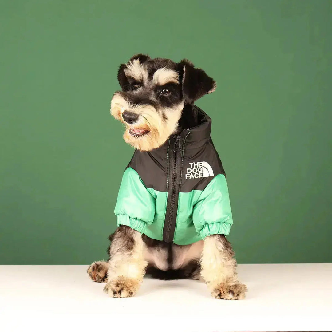 Aktiver Hund läuft mit gefütterter Winterjacke im Schnee. Optimale Hundebekleidung für kalte Spaziergänge.