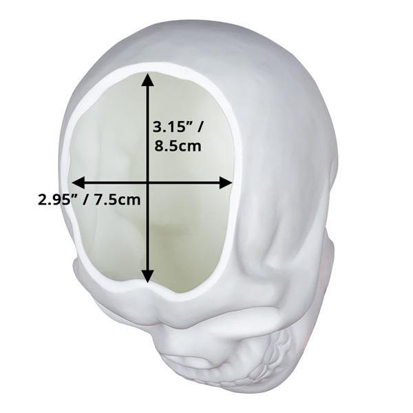 Kleiner Kaktus im weißen Totenkopf Pflanztopf, moderne Gothic Zimmerdeko mit besonderem Flair.