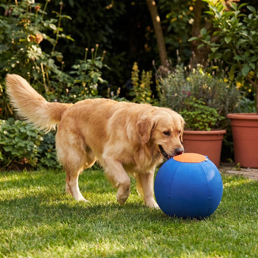 Robuster interaktiver Hüteball für Hunde, ideales Aktivitätsspielzeug zum Energieabbau & Hundebeschäftigung.